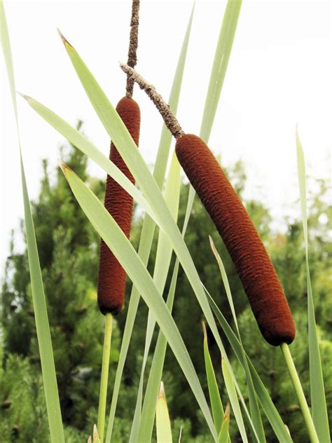 dating cattails